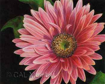 Gerber Daisy